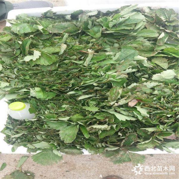 王子草莓苗供應(yīng) 王子草莓苗價格 無病蟲害