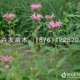 美國(guó)薄荷  薄荷小苗 馬薄荷