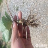 佐贺清香草莓苗供应 佐贺清香草莓苗价格 无病虫害