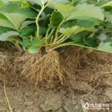 幸香草莓苗供应 幸香草莓苗价格 无病虫害