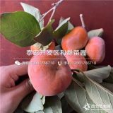 我想買柿子樹(shù)苗、柿子樹(shù)苗哪里有賣、柿子樹(shù)苗價(jià)格多少