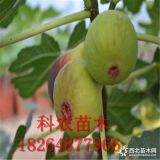 无花果 一公分无花果树苗报价