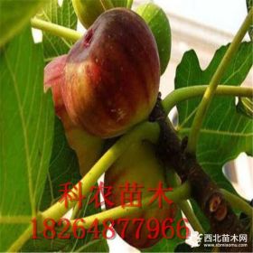 哪里有卖大量无花果树苗 无花果苗基地