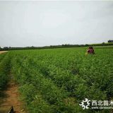 秋姬李子树苗基地，秋姬李子树苗价格