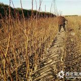 兩年總統(tǒng)一號李子樹苗基地