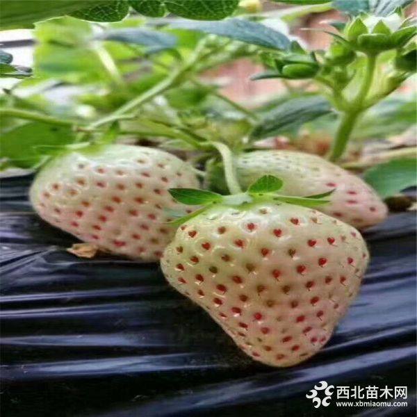 以斯列二号草莓苗供应 以斯列二号草莓苗价格 无病虫害