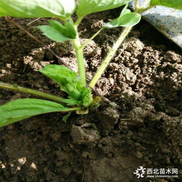 白草莓苗供應(yīng) 白草莓苗價格 無病蟲害