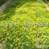 沭陽(yáng)農(nóng)戶直銷三七景天 費(fèi)菜 地被草本植物