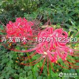 沭陽(yáng)石蒜 紅花石蒜 石蒜小苗