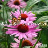 沭陽大量供應(yīng)松果菊 松果菊價格 優(yōu)質(zhì)地被植物