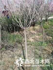 江苏5公分樱花价格 6公分樱花产地价格