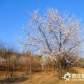 山桃樹價格_山桃樹圖片_山桃樹產(chǎn)地_山桃樹綠化苗木苗圃基