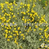 銀香菊 沭陽銀香菊小苗大量批發(fā)供應(yīng)地被植物