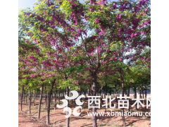 香花槐价格 嫁接香花槐基地 8公分 10公分香花槐