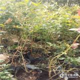 埃利奥特蓝莓苗供应 埃利奥特蓝莓苗价格 品质上等