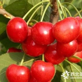 黃蜜櫻桃苗  岱紅櫻桃苗價格是多少