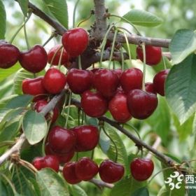 岱紅櫻桃苗詳細(xì)種植管理技術(shù)