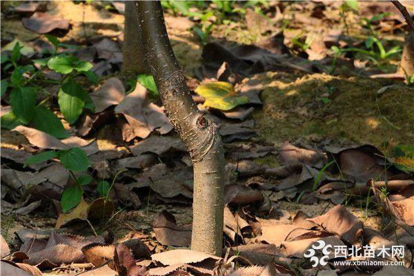 野梨王梨樹苗