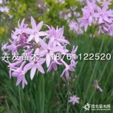 紫嬌花 紫嬌花小苗 紫嬌花價(jià)格