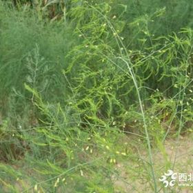 2019山东芦笋苗市场行情  芦笋苗价位 芦笋苗批发价