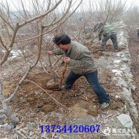 桃树苗种植 桃树苗基地 桃树苗批发基地