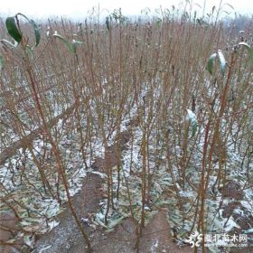 多少钱一棵金秋红蜜桃树苗 一年桃树苗价格