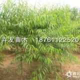 卉友苗木供應高20-150山桃小苗 花桃小苗 山桃工程苗