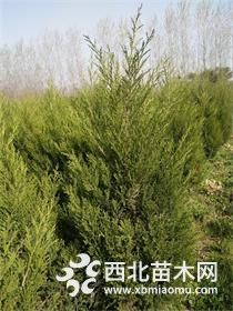 塔柏价格1.5米高塔柏江苏价格