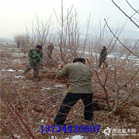 桃树苗哪里出售 万恒丰桃树苗基地 桃树苗批发基地