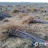 烟富0号苹果苗、烟富0号苹果苗出售、烟富0号苹果苗批发