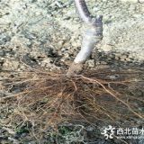 煙富3號(hào)蘋果苗出售,煙富3號(hào)蘋果苗批發(fā)