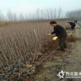 王林苹果苗、王林苹果苗出售、王林苹果苗批发