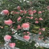 煙富3號蘋果苗、煙富3號蘋果苗基地、煙富3號蘋果苗價格