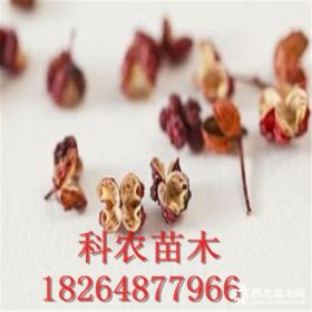 一年份花椒苗 一年份花椒树苗价格