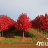 2019年美國紅楓價格市場前景