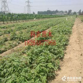 香椿苗多少钱 果树苗分类