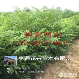 香椿苗价格 香椿苗零售价格