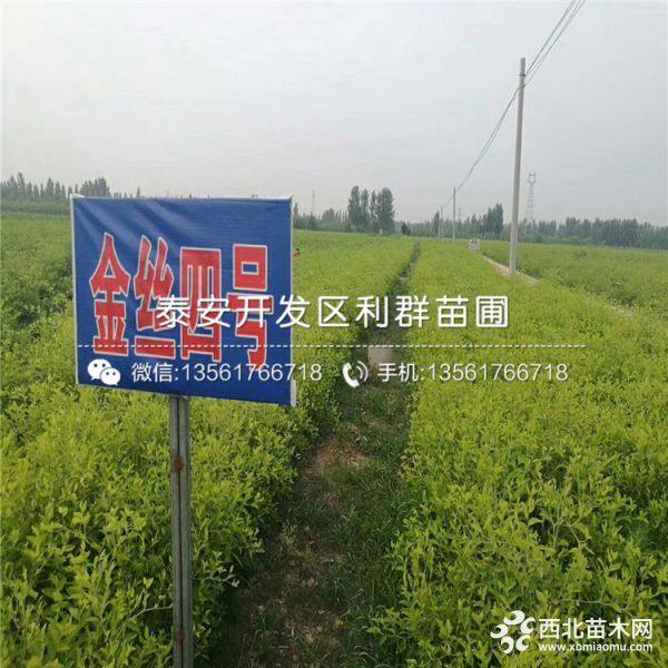 出售枣树苗、出售枣树苗价格、出售枣树苗基地