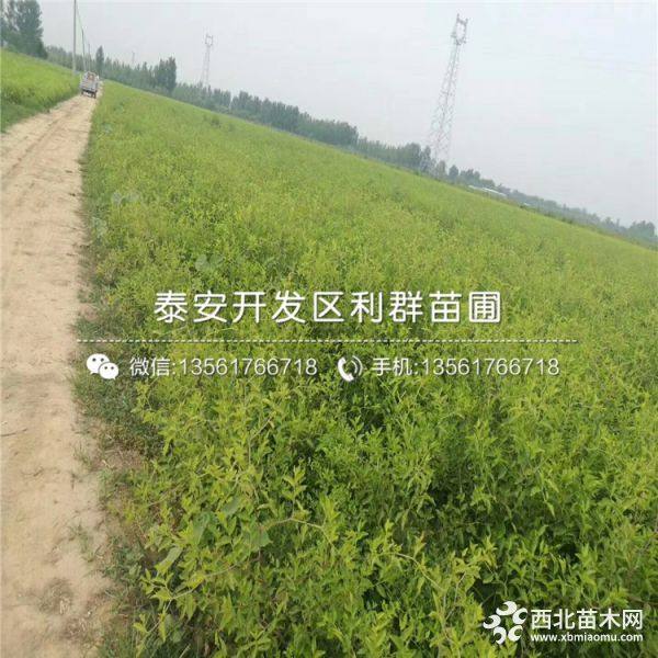 出售枣树苗、出售枣树苗价格、出售枣树苗基地