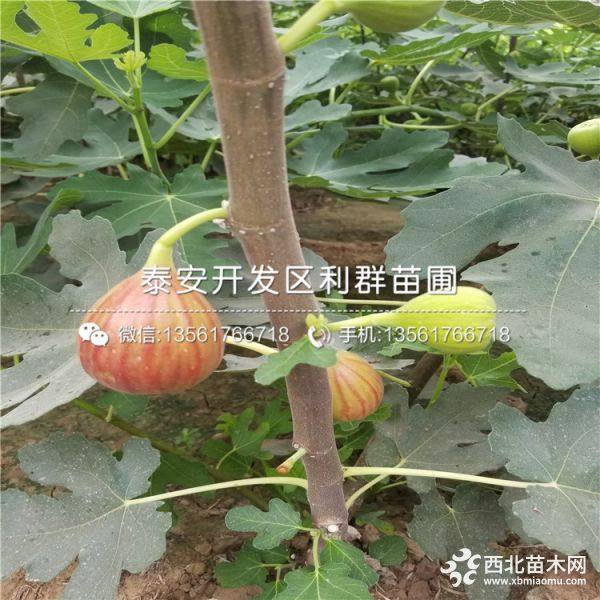 哪里有卖无花果树苗的、2019年无花果树苗价格