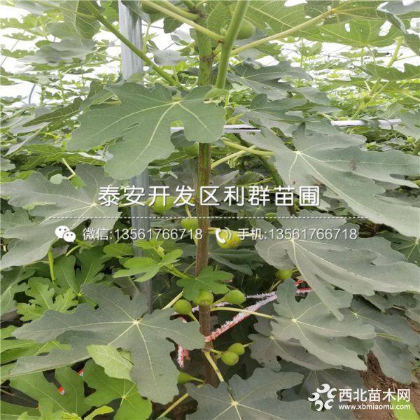 山东无花果树苗、山东无花果树苗出售