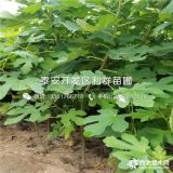 布兰瑞克无花果树苗、布兰瑞克无花果树苗价格