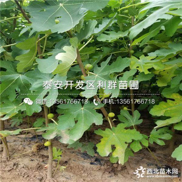 布兰瑞克无花果树苗、布兰瑞克无花果树苗价格