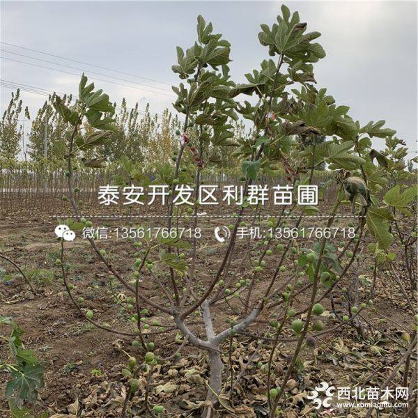 无花果树苗批发价格、2019年无花果树苗价格