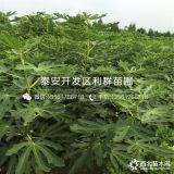 无花果树苗、无花果树苗出售、无花果树苗基地