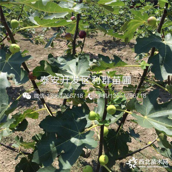 无花果树苗价格、2019年无花果树苗价格