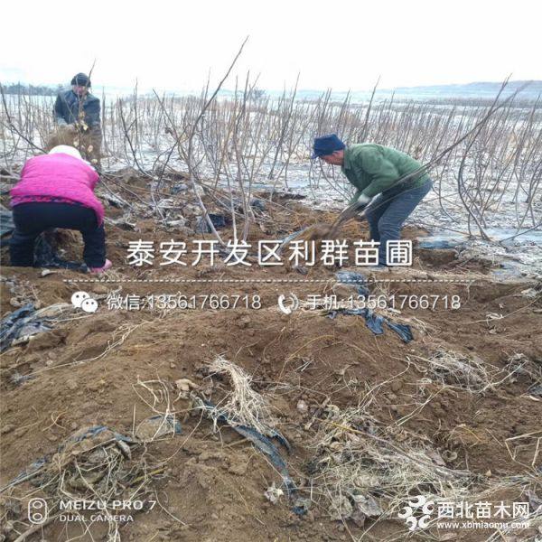 无花果树苗、无花果树苗价格多少、无花果树苗基地