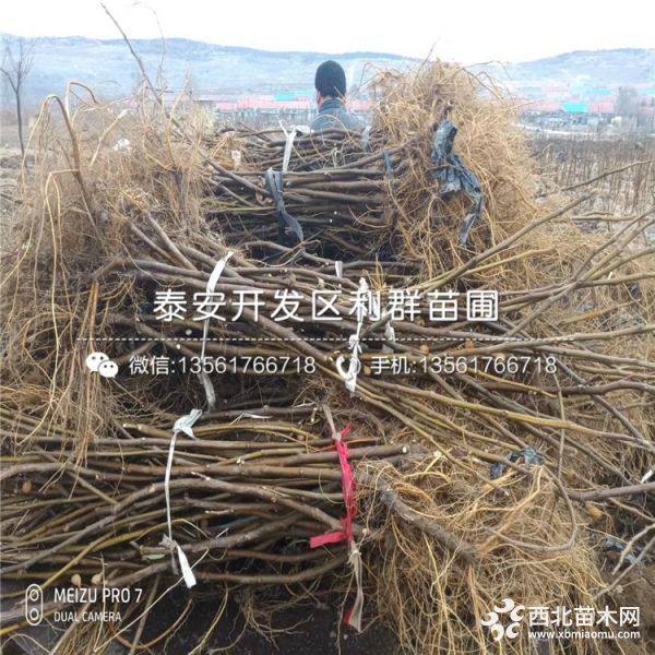 无花果树苗、无花果树苗价格多少、无花果树苗基地