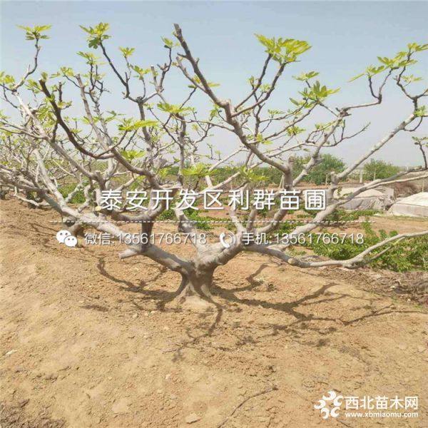 无花果苗、无花果苗多少钱一棵、无花果苗新品种