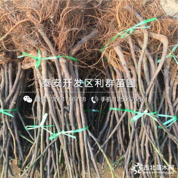 无花果树苗、无花果树苗价格及报价